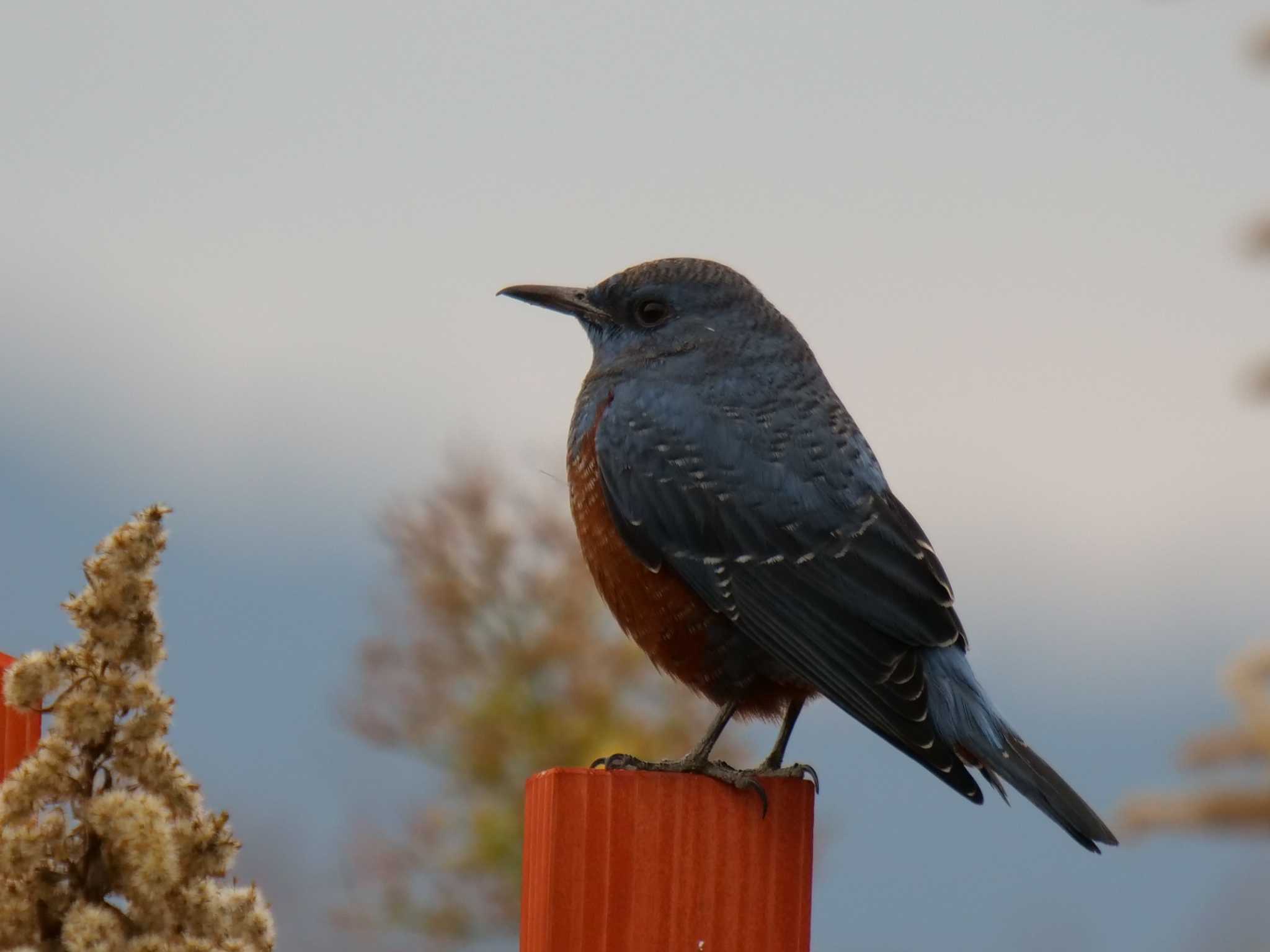 Blue Rock Thrush