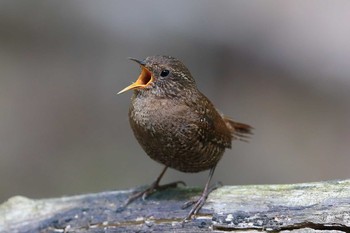 Eurasian Wren Unknown Spots Sun, 5/29/2016