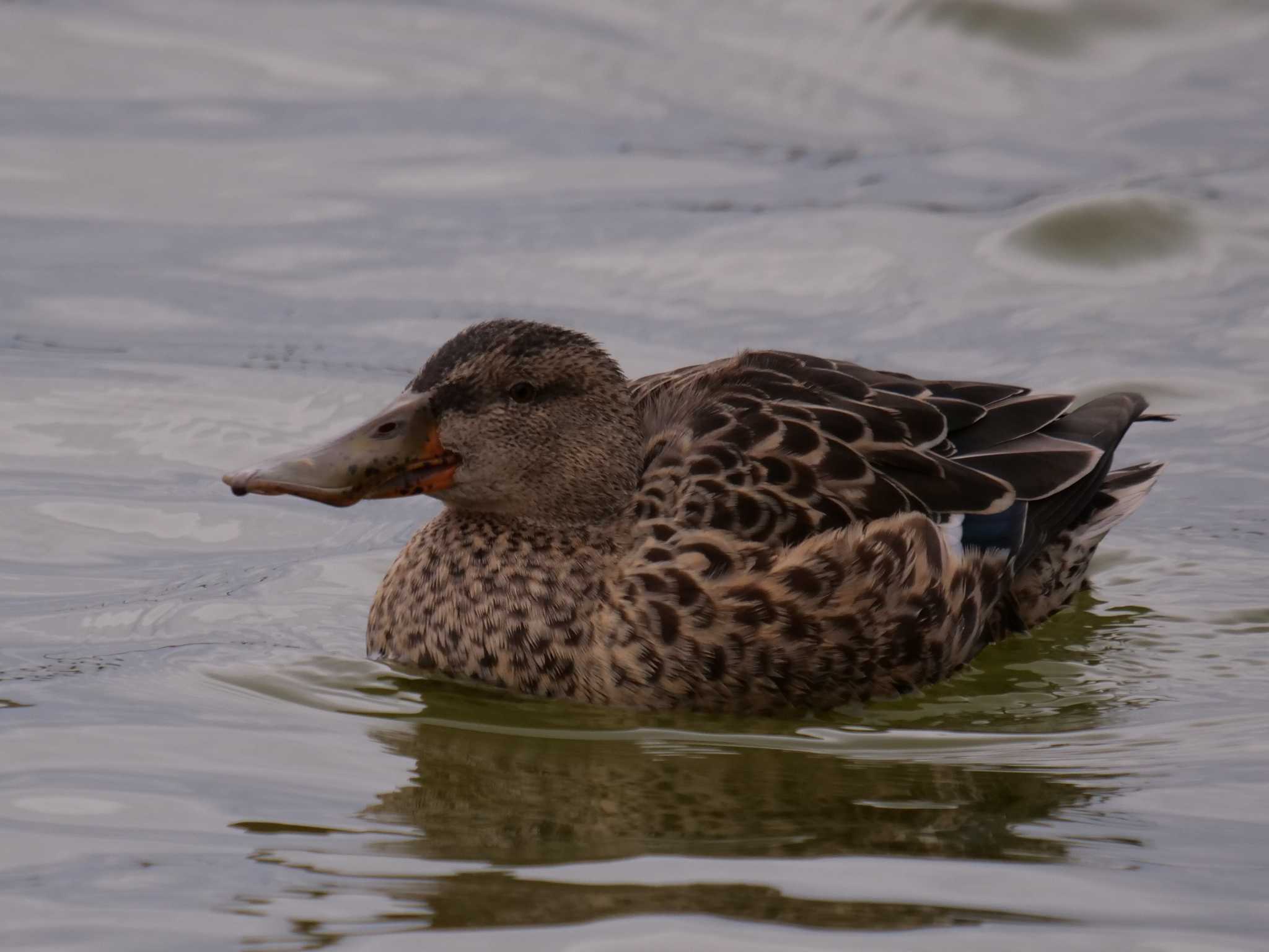 Northern Shoveler