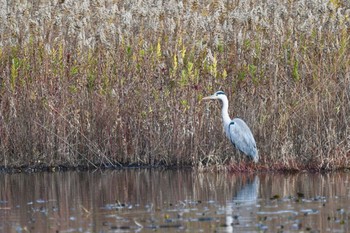 アオサギ 見沼自然公園 2020年12月13日(日)