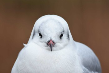 ユリカモメ 上野恩賜公園 2015年12月23日(水)