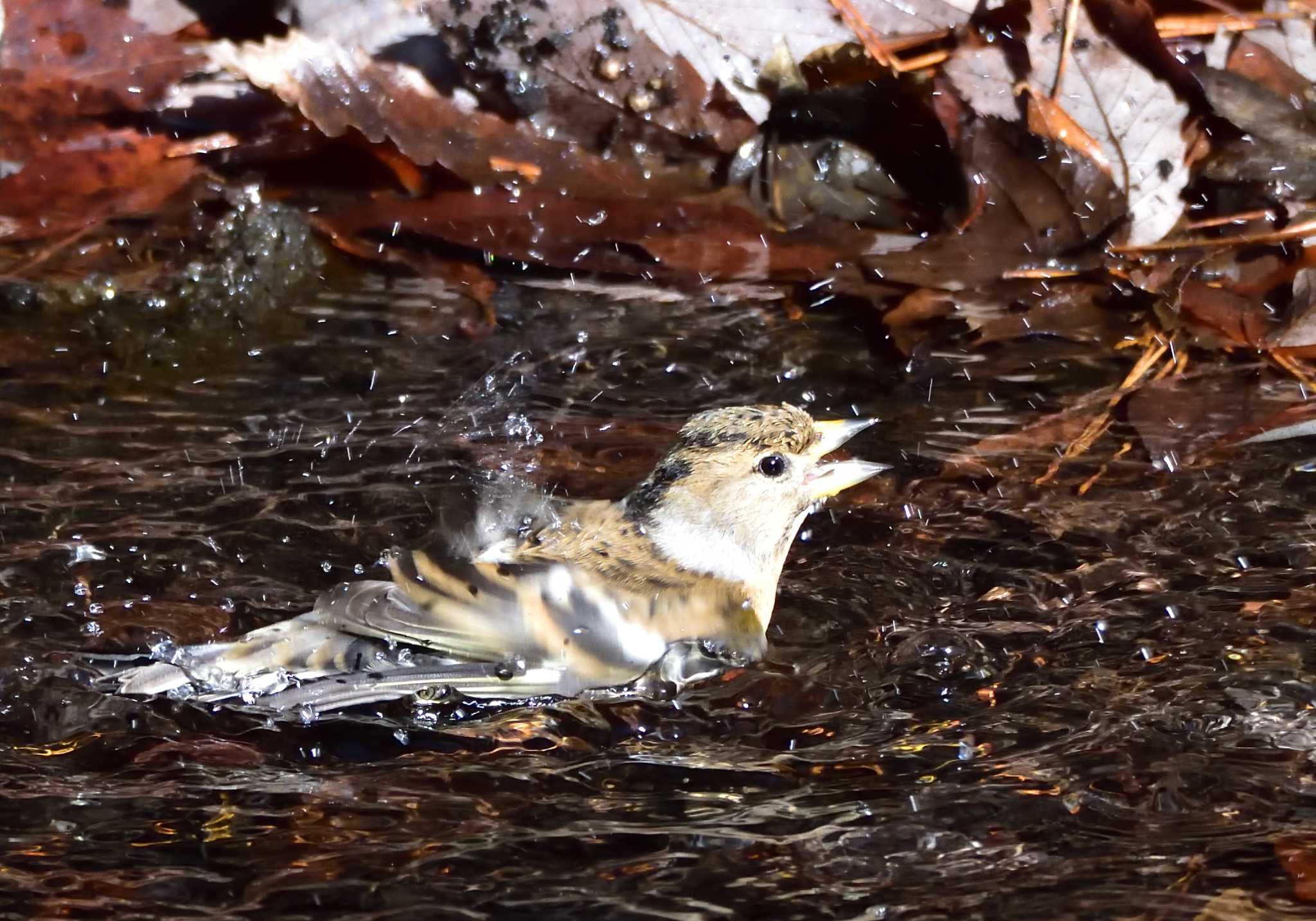 西湖 野鳥 の 森 公園