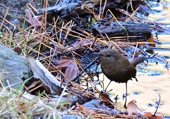 2020年12月13日(日) 西湖野鳥の森公園の野鳥観察記録