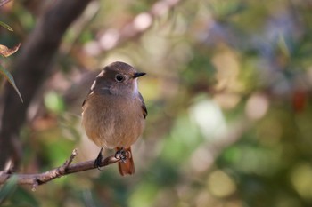 ジョウビタキ 天沼公園 2020年12月13日(日)