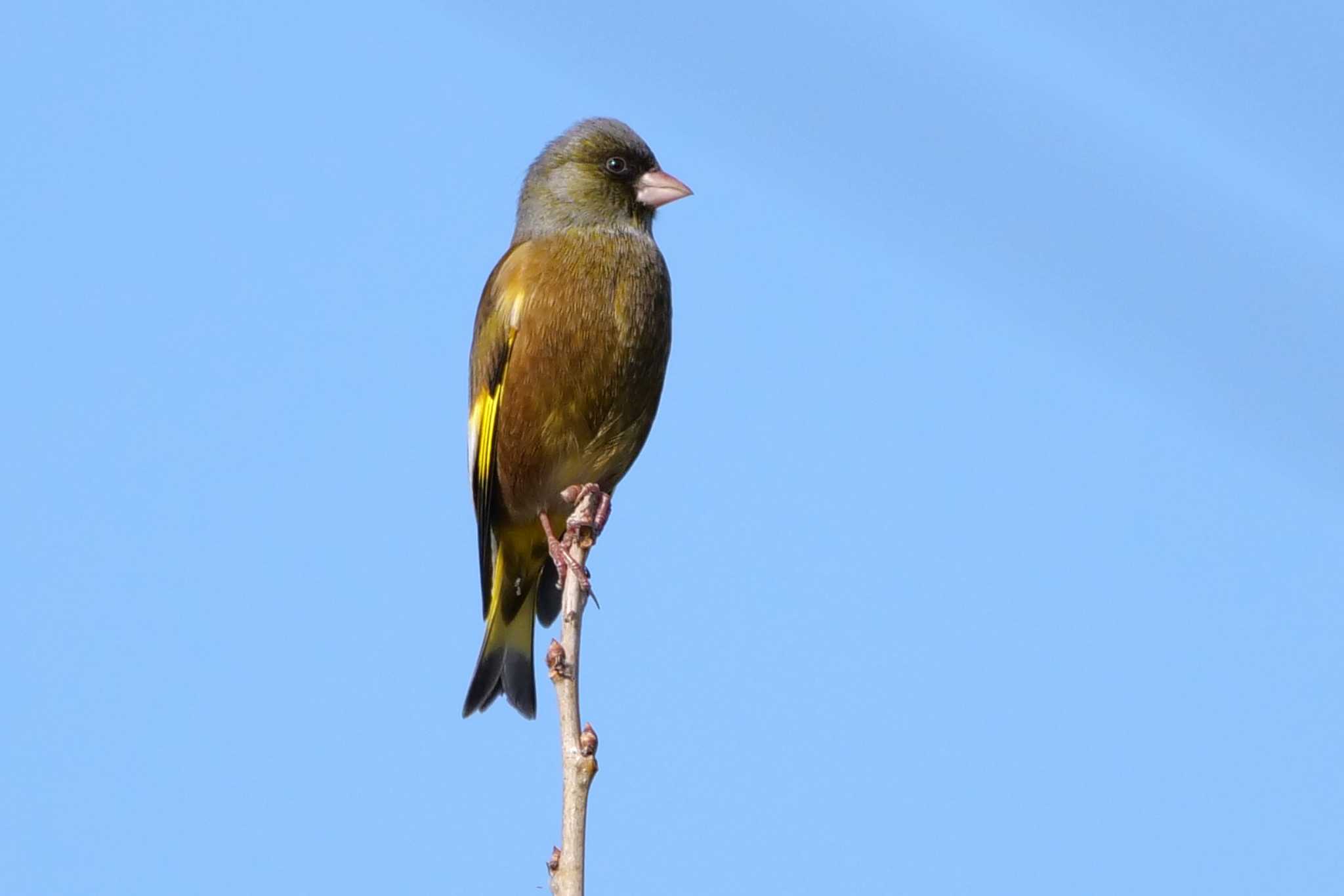 芝川第一調節池(芝川貯水池) カワラヒワの写真