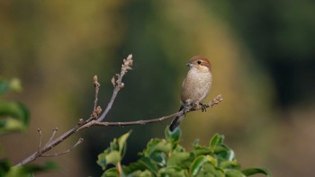 2020年12月13日(日) 東京港野鳥公園の野鳥観察記録