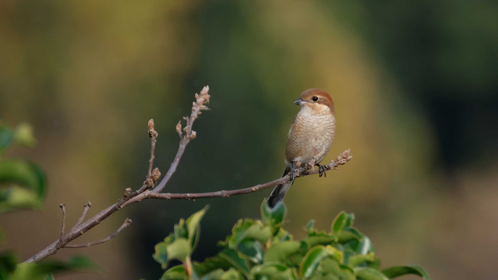 東京港野鳥公園 モズの写真