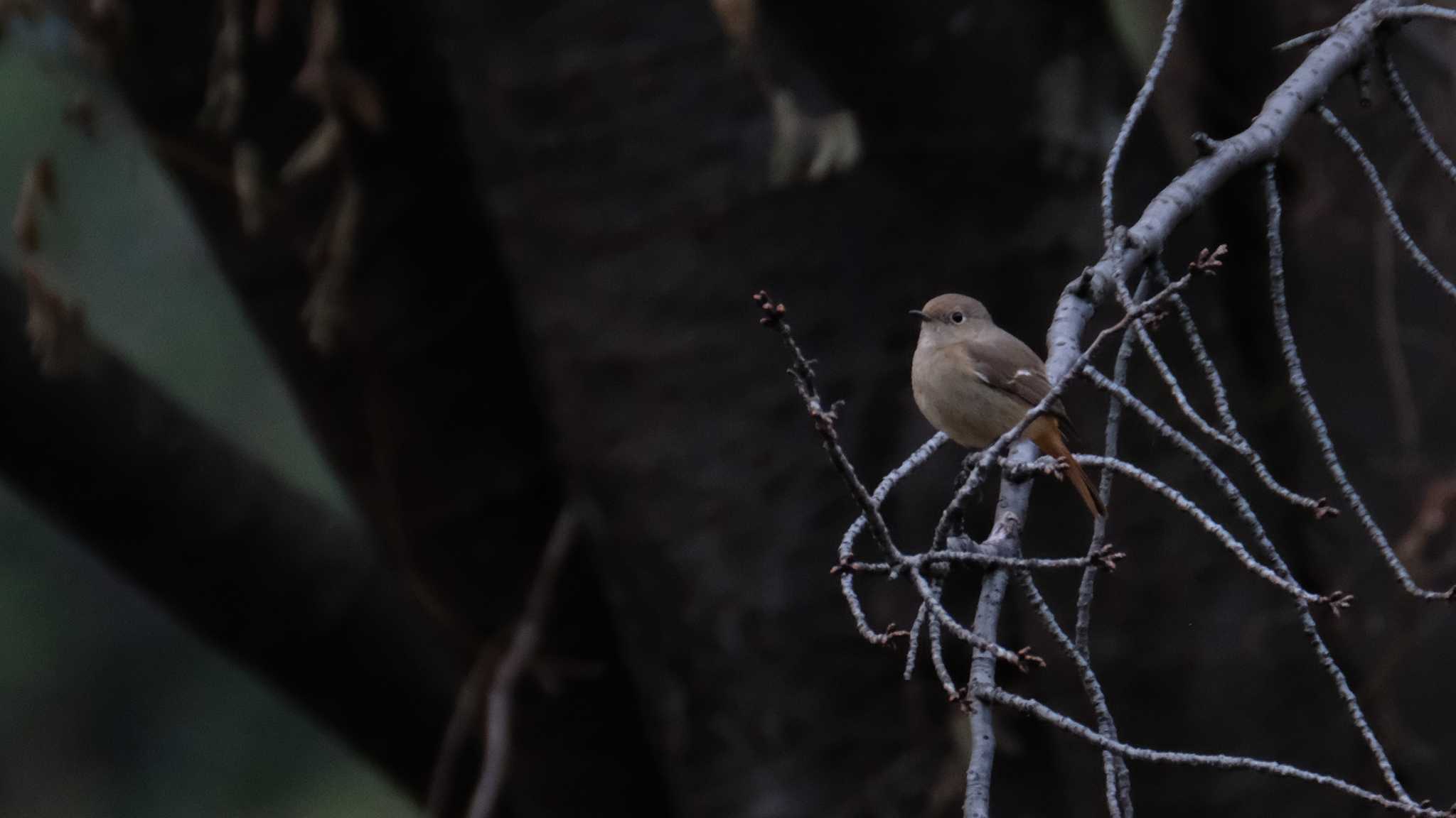 東京港野鳥公園 ジョウビタキの写真