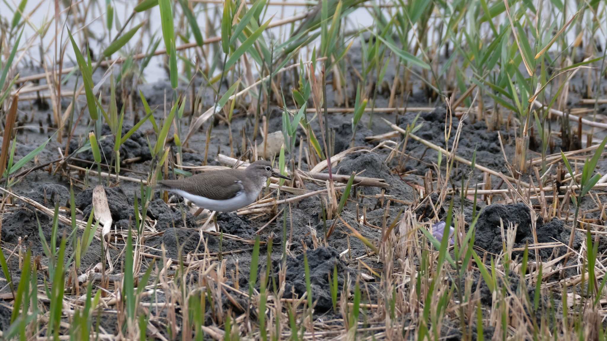 東京港野鳥公園 イソシギの写真