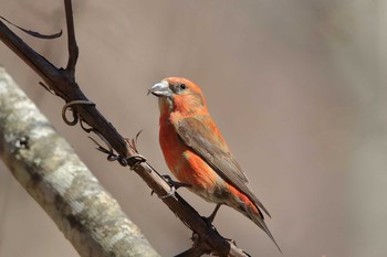 Red Crossbill