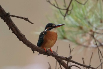 カワセミ 神戸市立森林植物園 2020年12月13日(日)