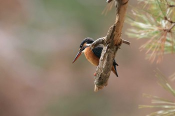 カワセミ 神戸市立森林植物園 2020年12月13日(日)