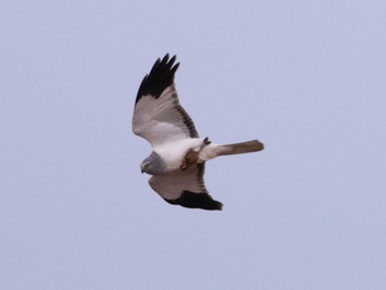 Hen Harrier 稲敷市甘田干拓 Sun, 12/13/2020