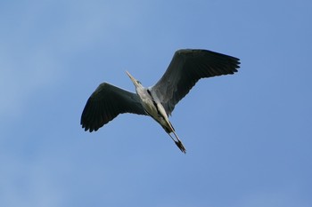 Grey Heron Bay East Garden (Singapore) Sun, 12/13/2020