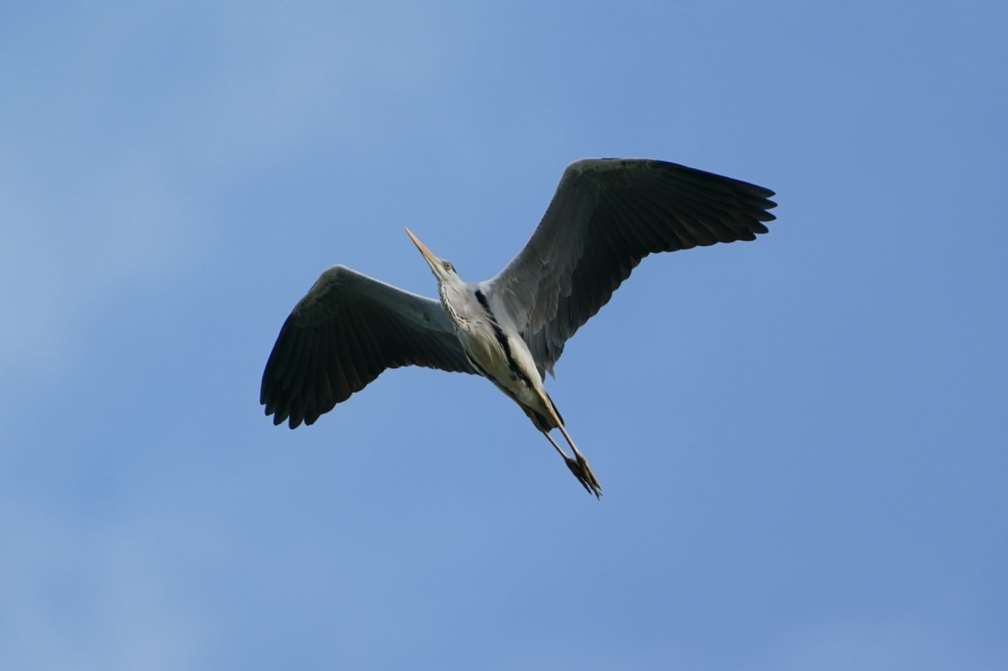 Photo of Grey Heron at Bay East Garden (Singapore) by T K