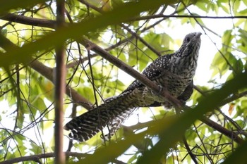 2020年12月13日(日) ガーデンズ・バイ・ザ・ベイの野鳥観察記録