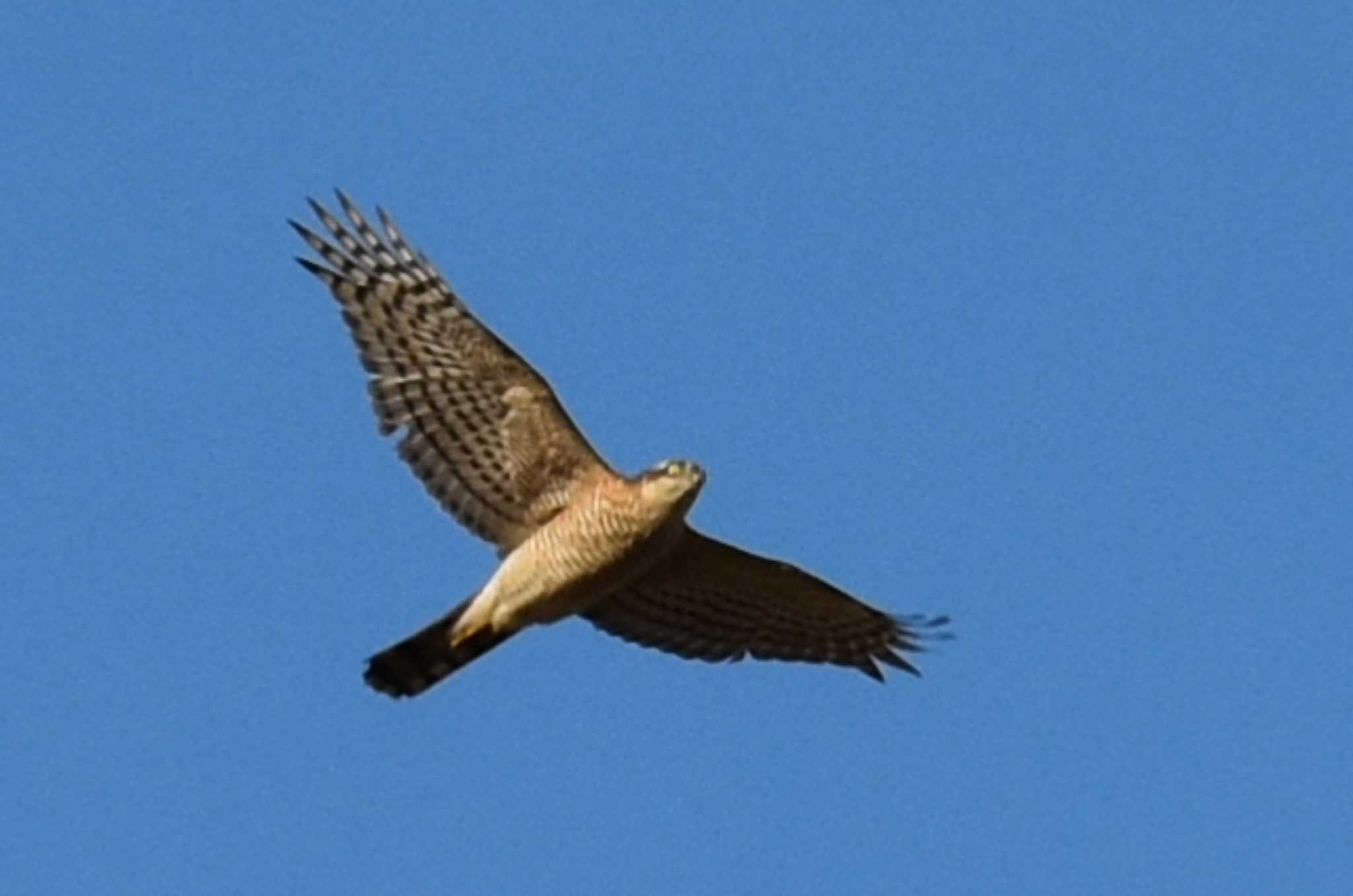 野田市 チョウゲンボウの写真