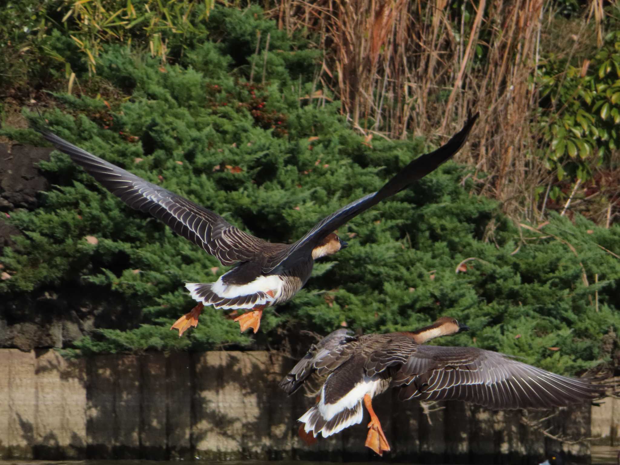 大池親水公園 サカツラガンの写真