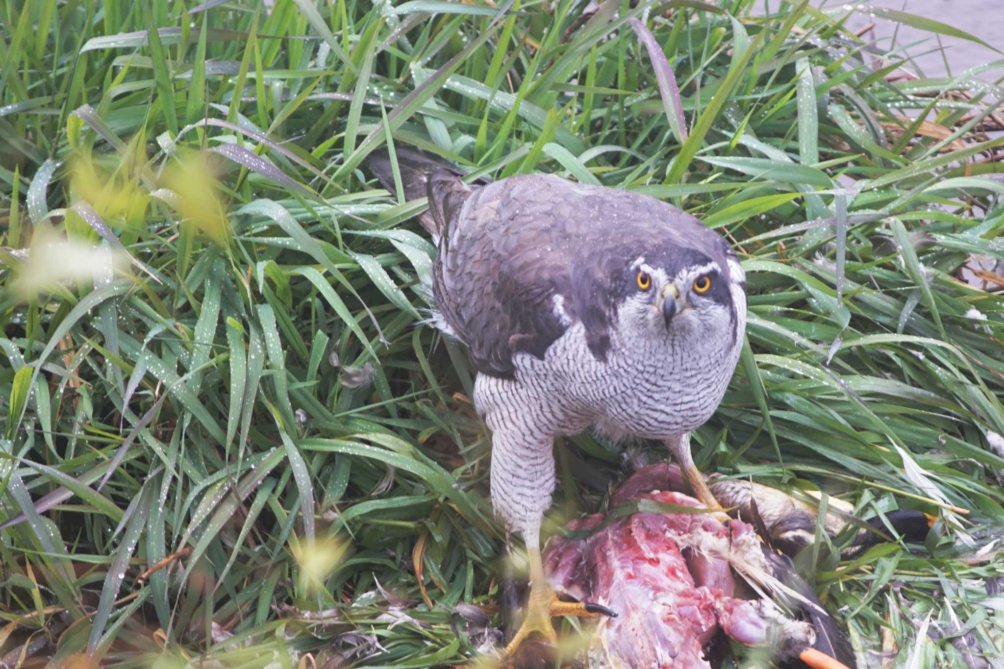 野川 オオタカの写真