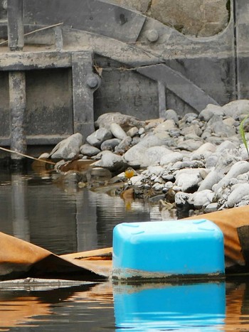 Grey Wagtail いつもの河原 Wed, 11/2/2016