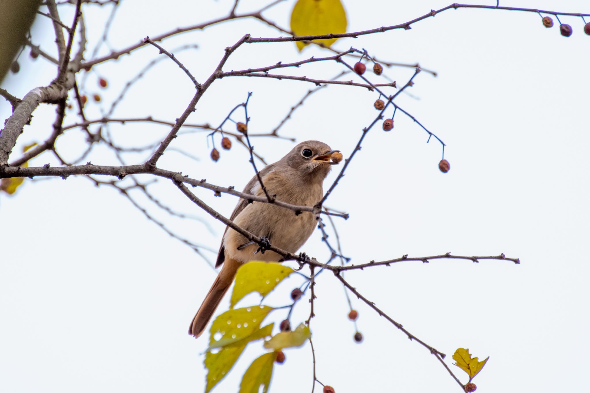 明治神宮 ジョウビタキの写真 by Marco Birds