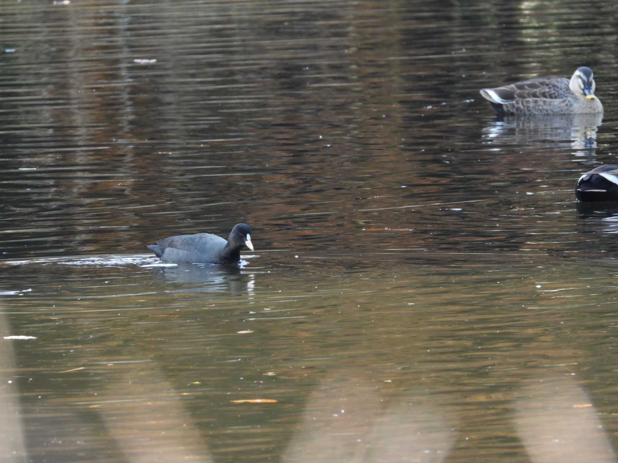 Photo of Eurasian Coot at 筑波実験植物園 by 奈佐原 顕郎