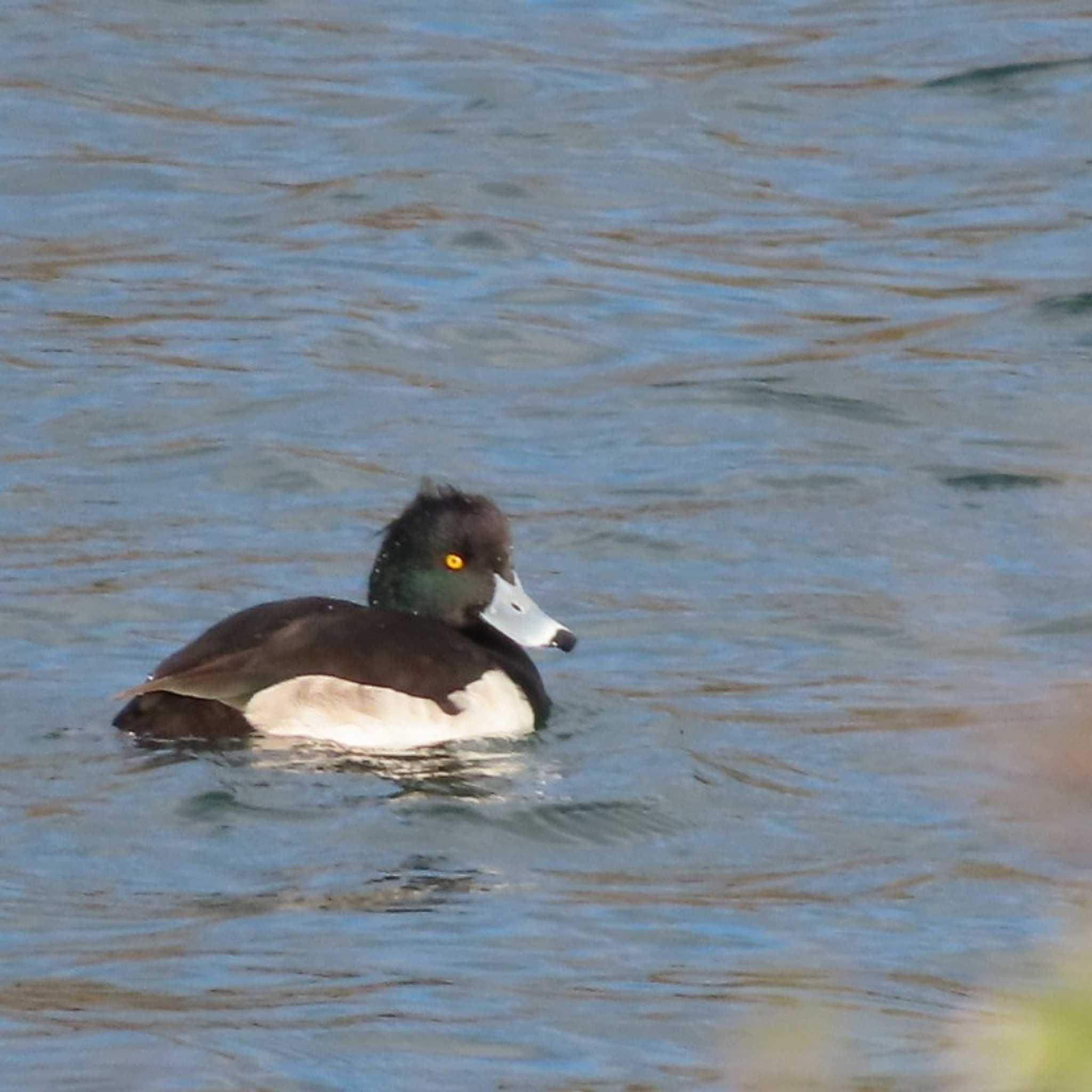 Photo of Tufted Duck at 岡山旭川 by タケ
