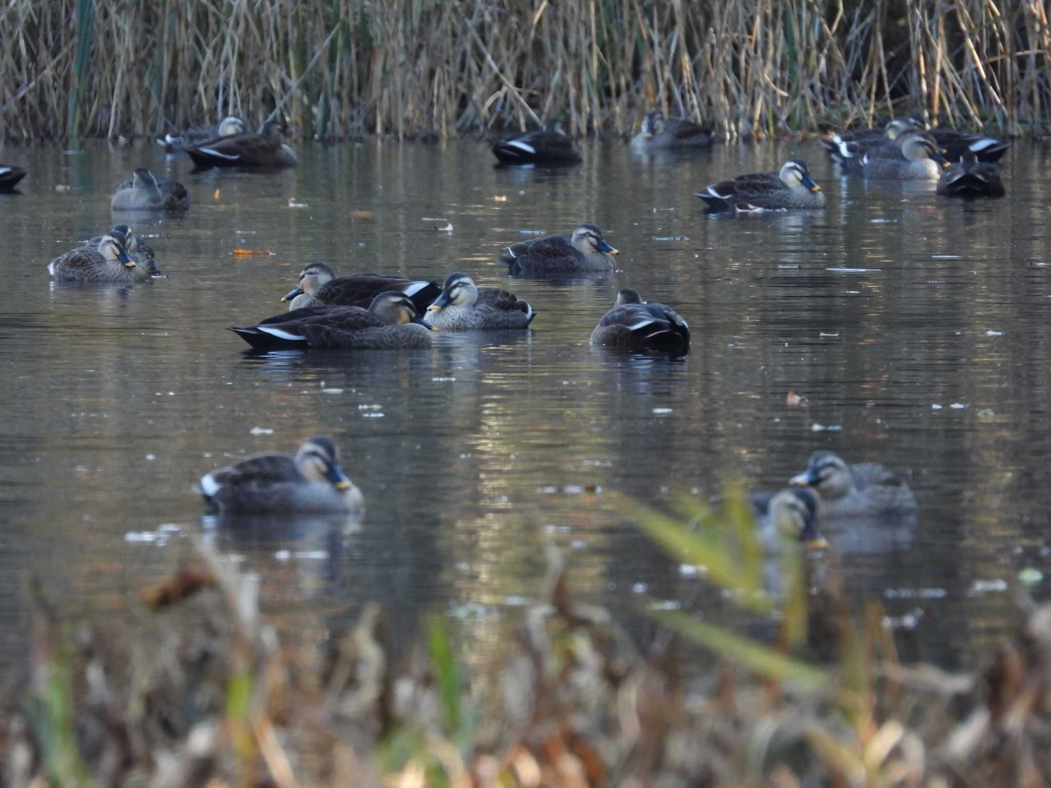 Eastern Spot-billed Duck