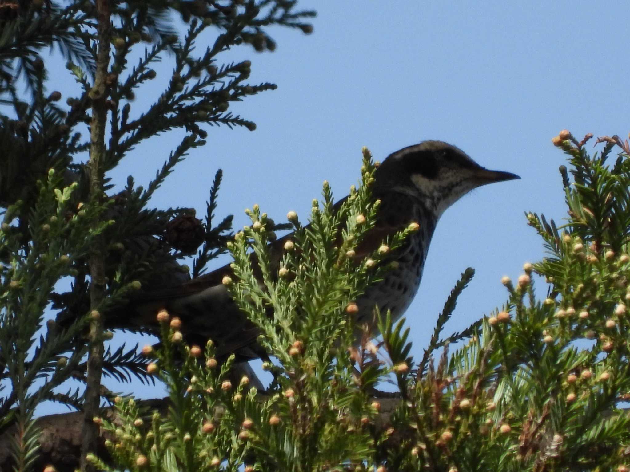 Photo of Dusky Thrush at 筑波実験植物園 by 奈佐原 顕郎