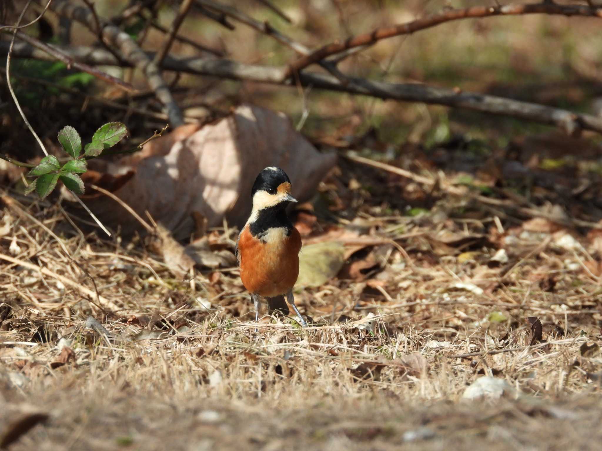 Photo of Varied Tit at 筑波実験植物園 by 奈佐原 顕郎