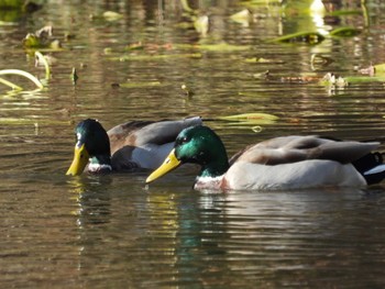 Sun, 12/13/2020 Birding report at 筑波実験植物園