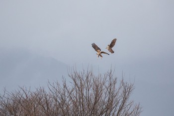 2020年12月13日(日) 瓢湖の野鳥観察記録