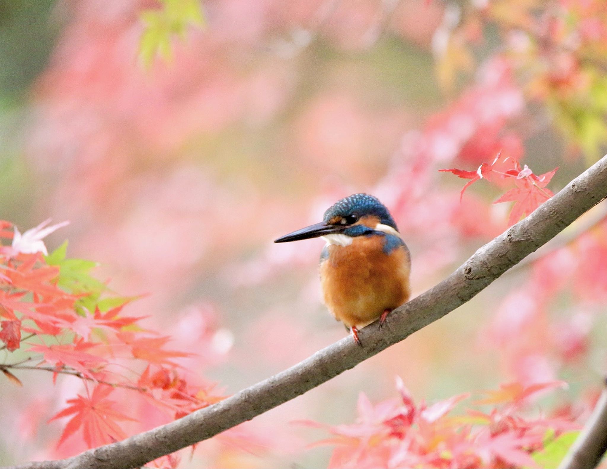 Photo of Common Kingfisher at  by ゴロー