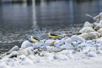 Grey Wagtail いつもの河原 Wed, 10/12/2016