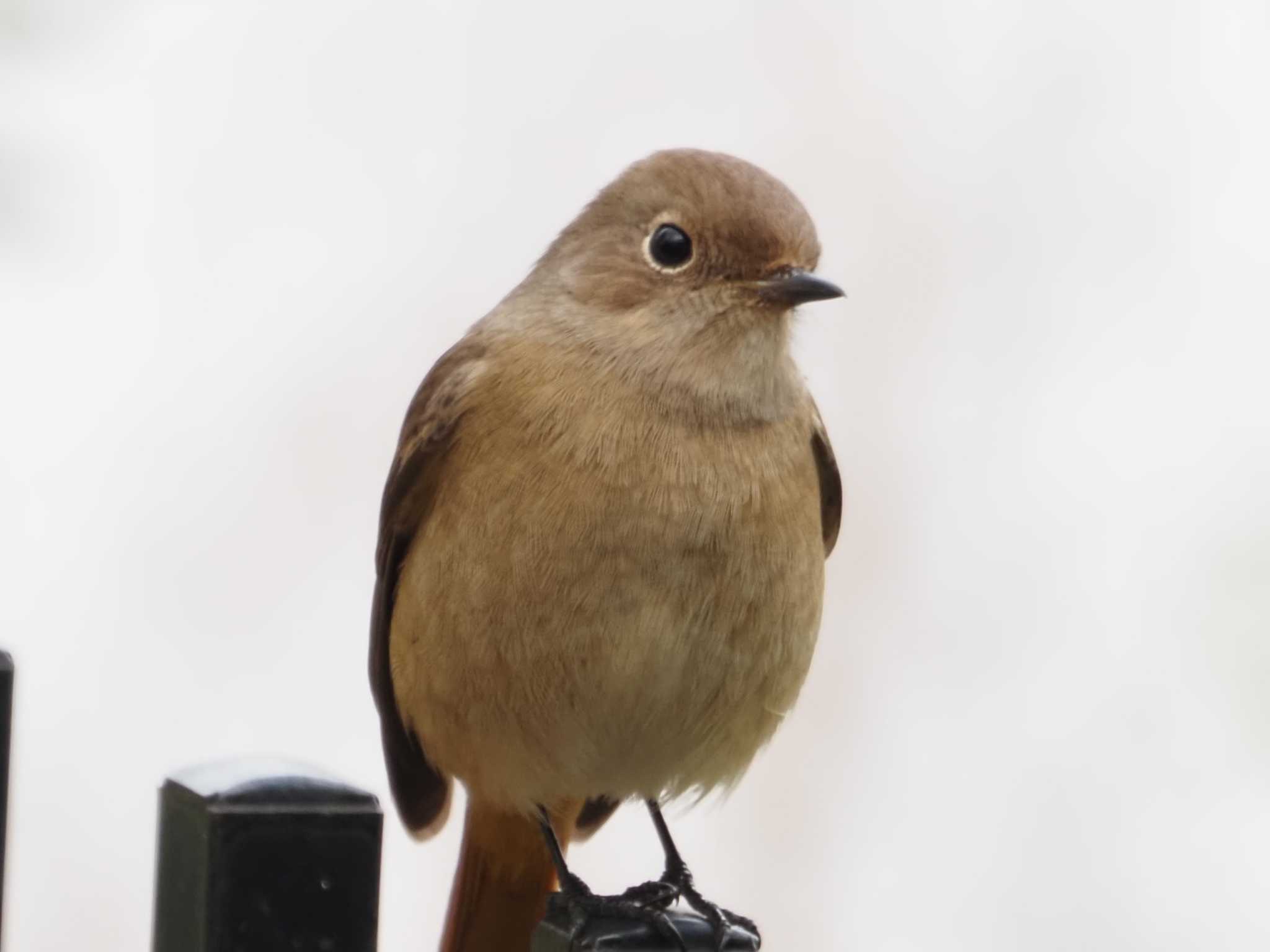 大泉緑地 ジョウビタキの写真