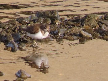 Common Sandpiper 岡山旭川 Mon, 12/14/2020