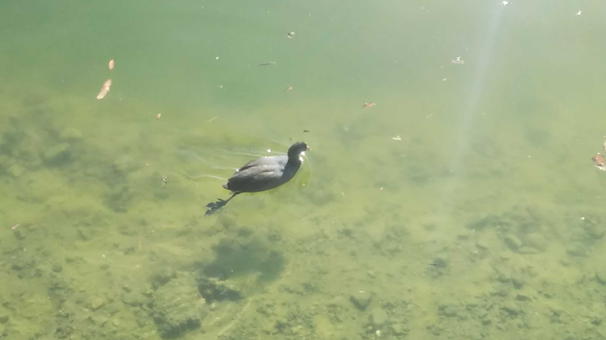 Photo of Tufted Duck at Koyaike Park by imoya