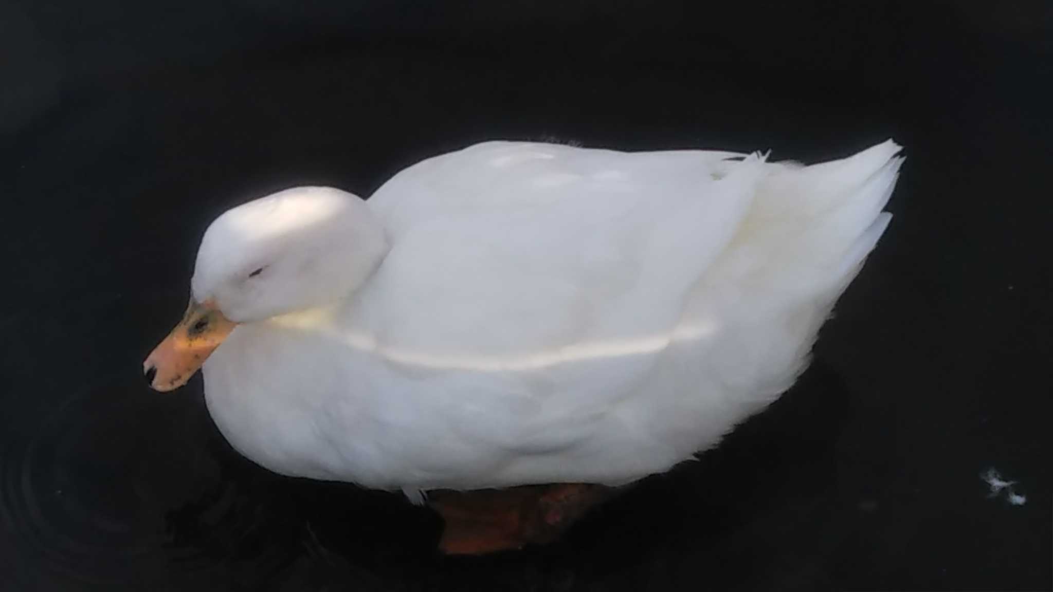 Photo of Domestic duck at Koyaike Park by imoya