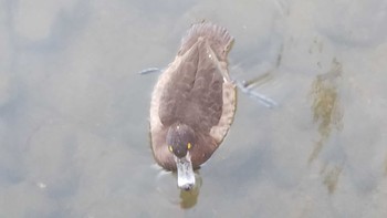 キンクロハジロ 昆陽池公園 2020年12月11日(金)