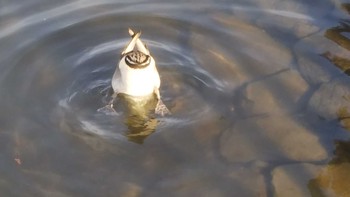 キンクロハジロ 昆陽池公園 2020年12月11日(金)