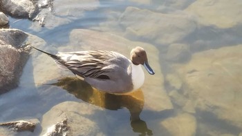 オナガガモ 昆陽池公園 2020年12月11日(金)