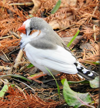 Australian Zebra Finch 市川市 Mon, 12/14/2020