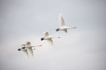 2020年12月12日(土) 瓢湖の野鳥観察記録