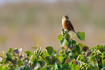 モズ 大阪南港野鳥園 2016年11月3日(木)