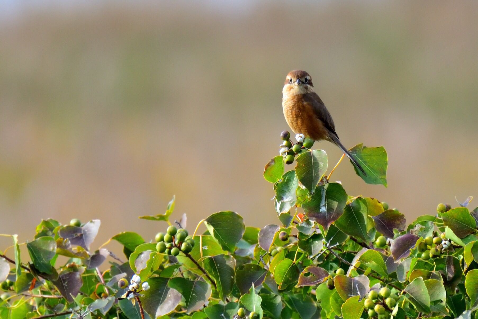 Photo of Bull-headed Shrike at Osaka Nanko Bird Sanctuary by R/あーる