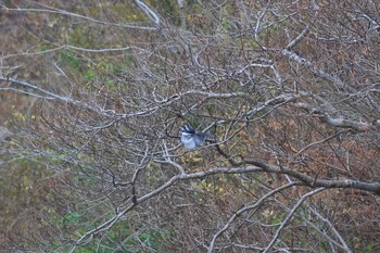 2020年12月12日(土) 兵庫県の野鳥観察記録