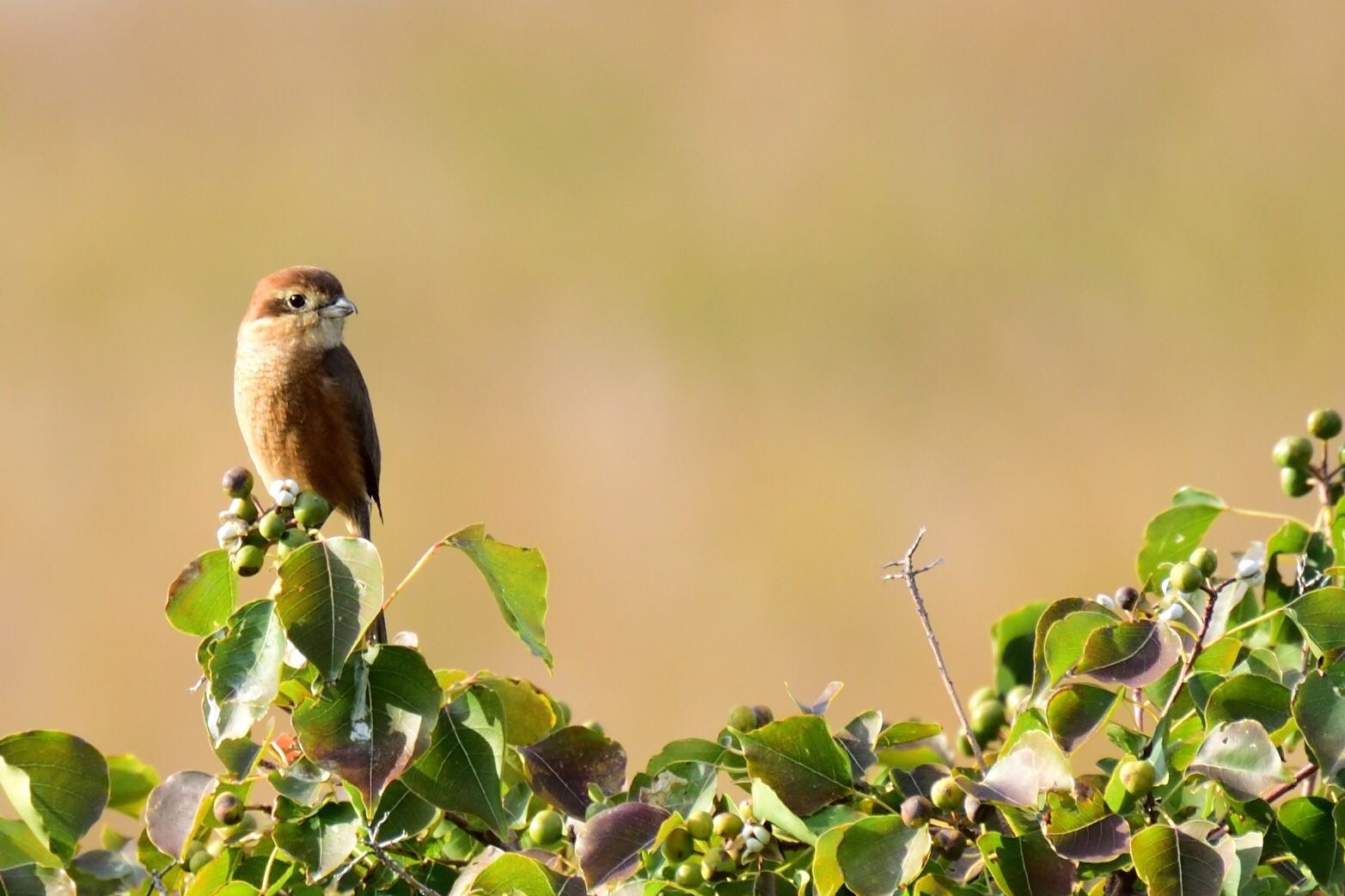 Photo of Bull-headed Shrike at Osaka Nanko Bird Sanctuary by R/あーる