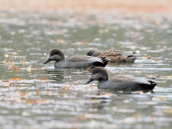 2020年12月14日(月) 石神井公園の野鳥観察記録