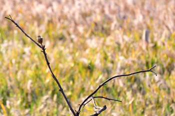 Bull-headed Shrike Osaka Nanko Bird Sanctuary Thu, 11/3/2016