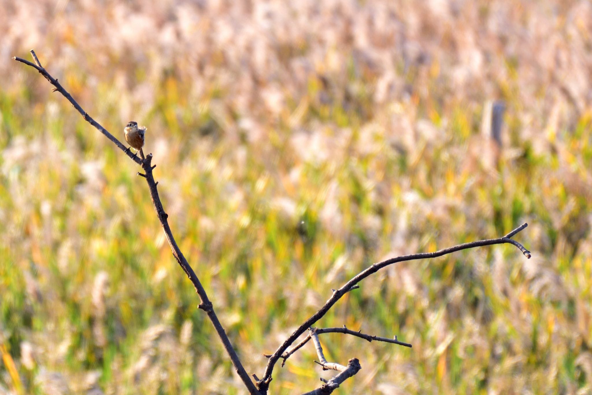 Photo of Bull-headed Shrike at Osaka Nanko Bird Sanctuary by R/あーる